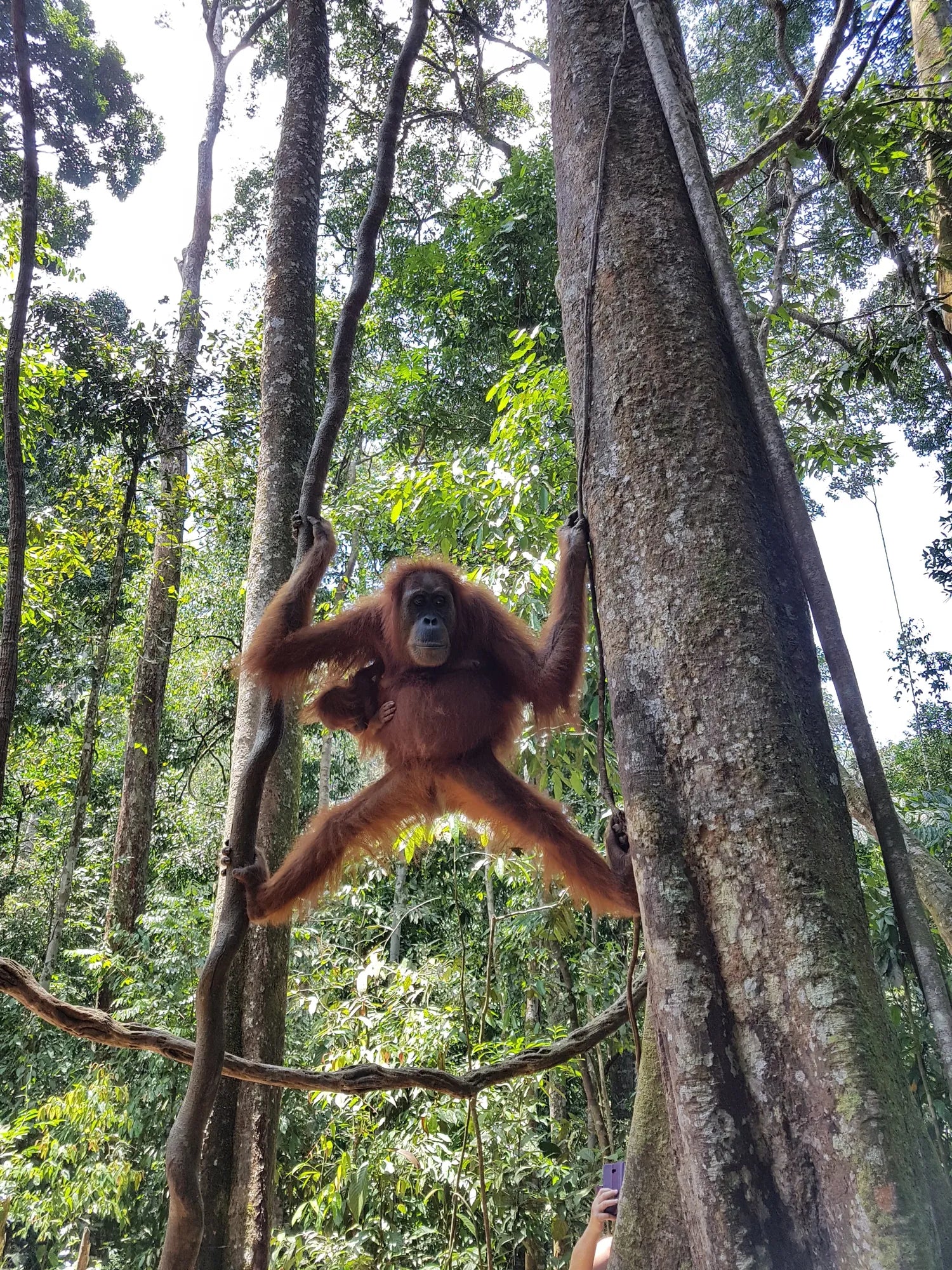 Sumatra, entre jungle vivante et forêts préservées