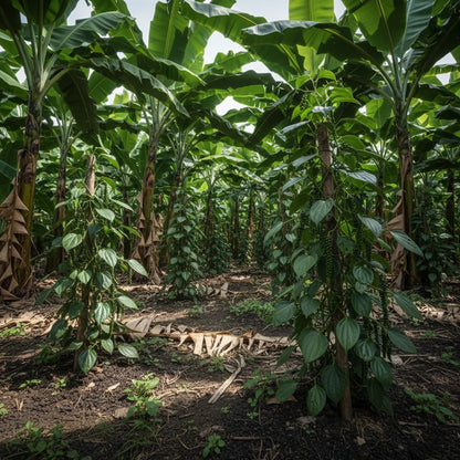 Plantation de poivre blanc de Penja au Cameroun, cultivée entre les bananiers dans un sol volcanique fertile, typique de la vallée de Penja.